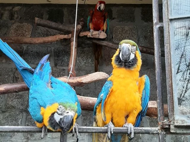 3 Papageien in der Vogelburg, Weilrod